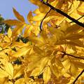 Sárga ősz