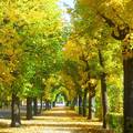 Schönbrunni ősz,Bécs