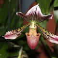 Orchidea, Fotó: Novák Titanilla