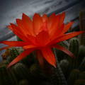 Kaktusz virág
