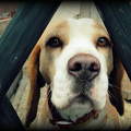 Zénó a beagle