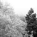 téli tájkép fekete-fehérben