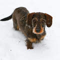 Szimat kutya a hóban...