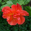 Rózsa  Westerland