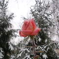 Utolsó szál rózsám,hó,tél,fenyő,rózsa,kert
