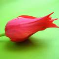 Tulipán