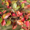 Őszi színek Fotó: Novák Titanilla