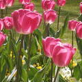 Hévízi tulipánok