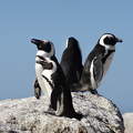 Dél-Afrika, afrikai pingvinek, Boulders Beach