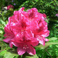 Rododendron