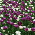 lila tulipánok