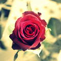 Egy szál rózsa Neked!