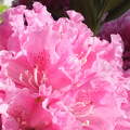 Rozsaszin rododendron