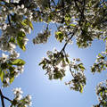 Cseresznyefa napsütésben