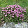 Erdely-Radnai havasok, Rhododendron