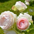 Bécsi rózsák