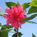 Japán rózsa
