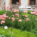 Rózsaszín pipacsok Oberammergauban