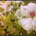 Virág a kertben:)