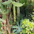 Opuntia kaktusz,agave ,Sefflera