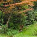 Japánkert (őszi színekben)