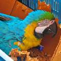 HAARLEM- HOLLAND, Macaw Parrot