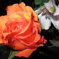 rózsa liliommal