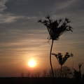 Naplemente