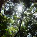 erdő, Florida