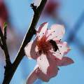 Virágzó barackfa méhecskével