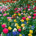 Tavaszi virágok