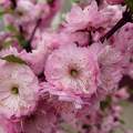 virágzó fa, tavasz, rózsaszín