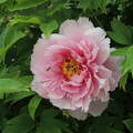 Bazsarózsa (Pünkösdi rózsa)