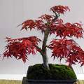 Juhar bonsai