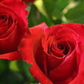 Vörös rózsák