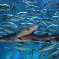 A Dubai Akvárium halai