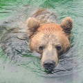 Kamcsatkai medve a Budapesti Állatkertben