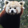 Vörös-panda - Macskamedve (Nyíregyházi állatkert)
