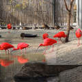 Vörös íbiszek az Állatkertben