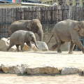 Elefántgalopp az Állatkertben