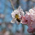Tavasz, méh
