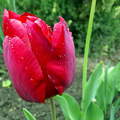 Eső után piros tulipán