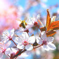 Tavasz, méh, virágzó fa, montázs