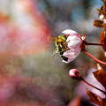 Tettenérés :) Méh, szilvafa, tavasz