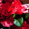 Csodálatos piros azálea (Rhododendron simsii)
