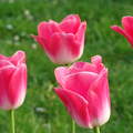 Tulipán, tavasz