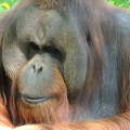 Orangután a Budapesti Állatkertben