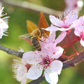 Méh, tavasz, életkép, szilvafa