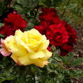 Sárga és vörös rózsa