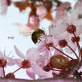 Méh, szilvafa virága, tavasz